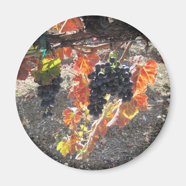 Redot Zenaida Grapes for Harvest Magnet (Framsidan)