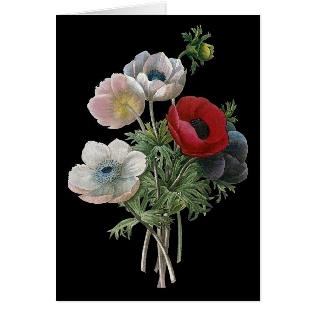 Redoute: Anemone, 1833 OBS Kort (Framsidan)