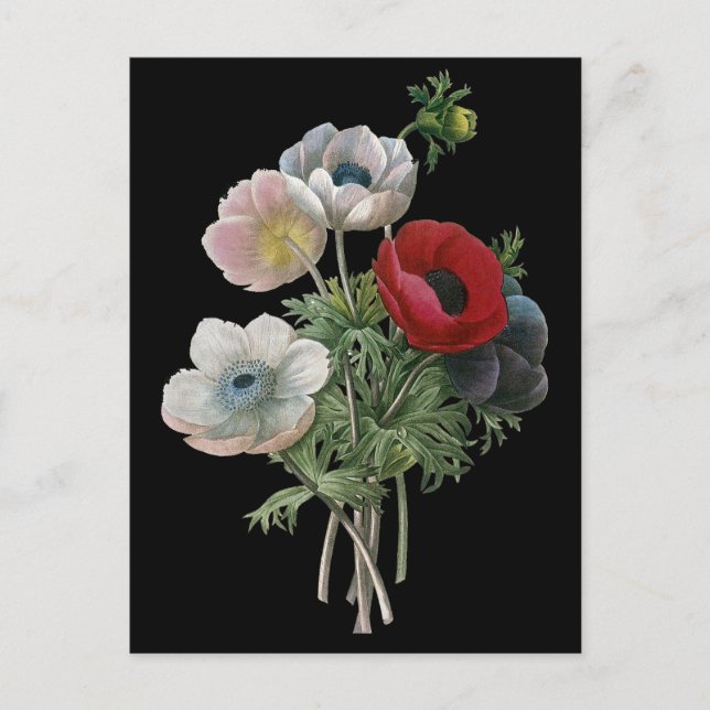 Redoute: Anemone, 1833 Vykort (Framsida)
