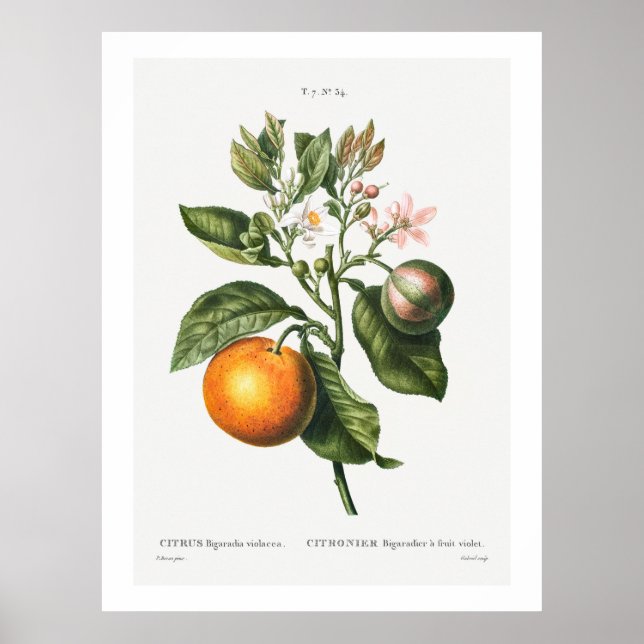 REDOUTÉ "BITTER ORANGE" BOTANICAL POSTER (Framsidan)