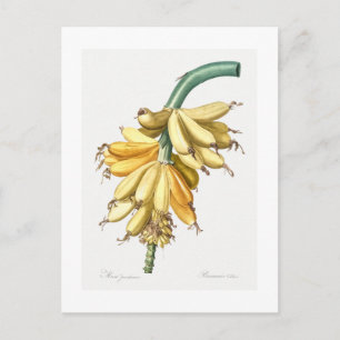 REDOUTÉ BOTANICAL ’BANANAS’ POSTCARD VYKORT