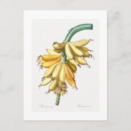 REDOUTÉ BOTANICAL ’BANANAS’ POSTCARD VYKORT