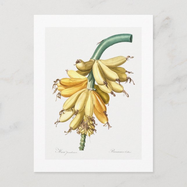 REDOUTÉ BOTANICAL ’BANANAS’ POSTCARD VYKORT (Framsida)