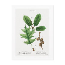 REDOUTÉ BOTANICAL ’BLACK OAK’ POSTCARD
