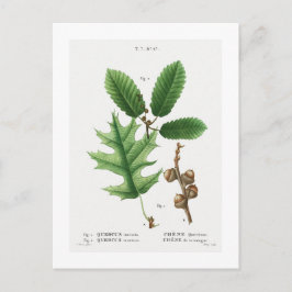 REDOUTÉ BOTANICAL ’BLACK OAK’ POSTCARD VYKORT