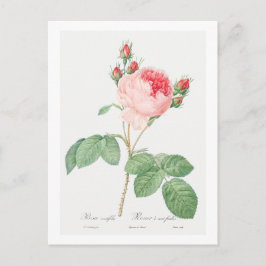 REDOUTÉ BOTANICAL ’CABBAGE RO’ POSTCARD VYKORT