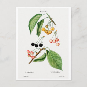 REDOUTÉ BOTANICAL "CHERRIES" POSTCARD VYKORT