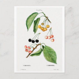 REDOUTÉ BOTANICAL "CHERRIES" POSTCARD VYKORT