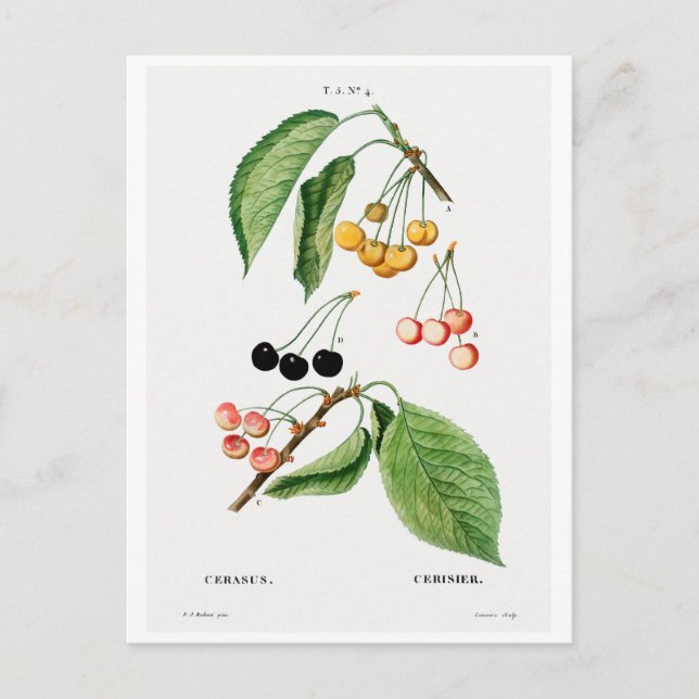 REDOUTÉ BOTANICAL "CHERRIES" POSTCARD VYKORT (Framsida)