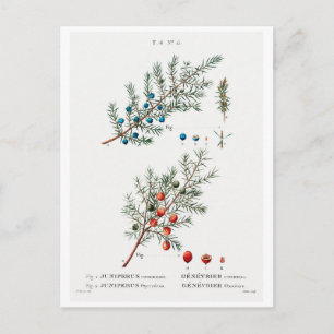 REDOUTÉ BOTANICAL ’Common JUNIPER’ POSTCARD Vykort
