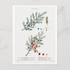 REDOUTÉ BOTANICAL ’Common JUNIPER’ POSTCARD Vykort