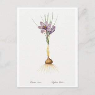 REDOUTÉ BOTANICAL ’CROCUSS’ POSTCARD VYKORT