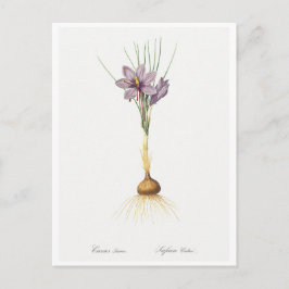 REDOUTÉ BOTANICAL ’CROCUSS’ POSTCARD VYKORT
