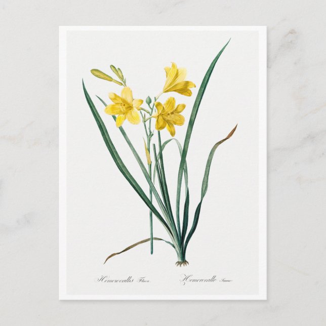 REDOUTÉ BOTANICAL "DAY LILY" POSTCARD VYKORT (Framsida)