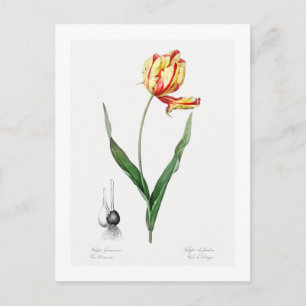 REDOUTÉ BOTANICAL ’DIER'S TULIP’ POSTCARD VYKORT