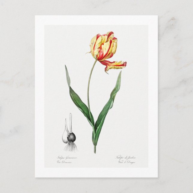 REDOUTÉ BOTANICAL ’DIER'S TULIP’ POSTCARD VYKORT (Framsida)