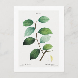 REDOUTÉ BOTANICAL "EARED WILLOW" POSTCARD VYKORT