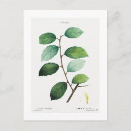 REDOUTÉ BOTANICAL "EARED WILLOW" POSTCARD VYKORT