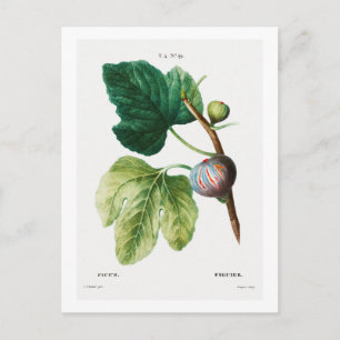 REDOUTÉ BOTANICAL "FIGS" POSTCARD VYKORT