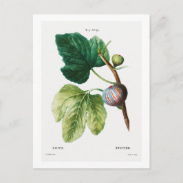 REDOUTÉ BOTANICAL "FIGS" POSTCARD VYKORT