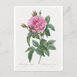 REDOUTÉ BOTANICAL ’GALLIC RO’ POSTCARD VYKORT