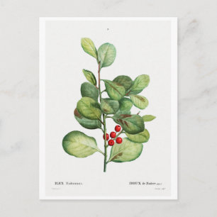 REDOUTÉ BOTANICAL "ILEX MEDERIENSIS" POSTCARD VYKORT