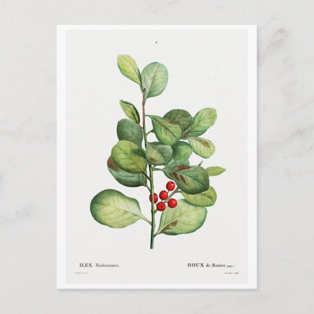 REDOUTÉ BOTANICAL "ILEX MEDERIENSIS" POSTCARD VYKORT (Framsida)