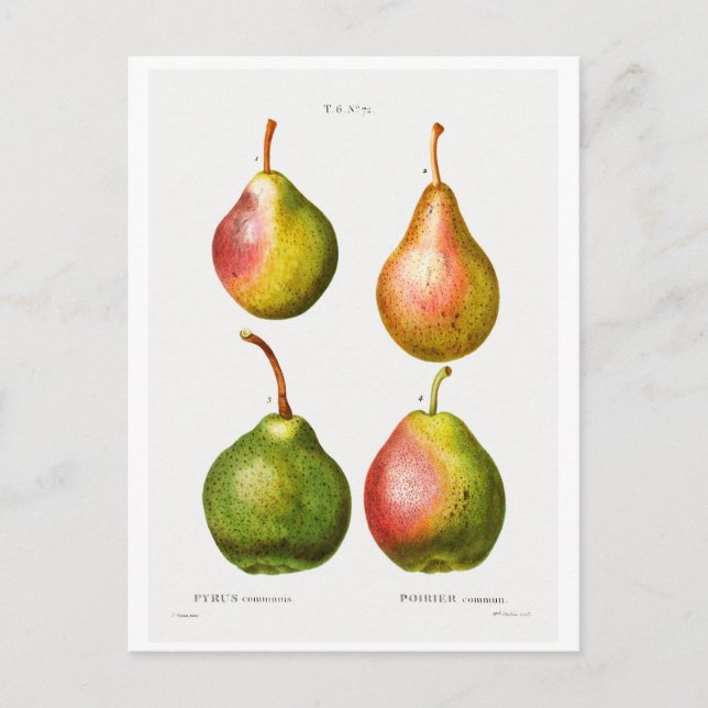 REDOUTÉ BOTANICAL ILLUSTRATION OF "PEARS" POSTCARD VYKORT (Framsida)