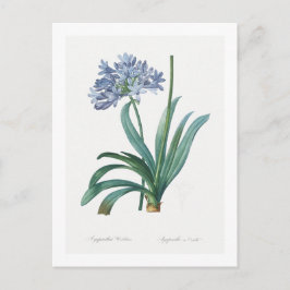 REDOUTÉ BOTANICAL ’LILY OF THE NILE’ POSTCARD VYKORT