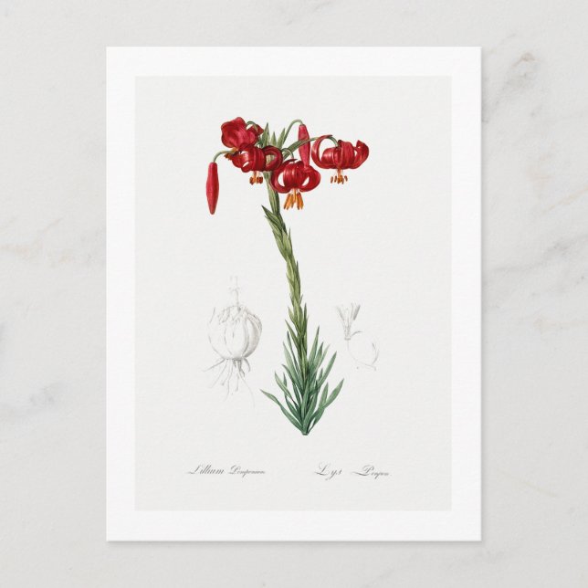 REDOUTÉ BOTANICAL "LILY" POSTCARD VYKORT (Framsida)