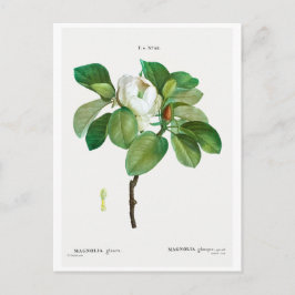 REDOUTÉ BOTANICAL ’MAGNOLIA’ POSTCARD VYKORT