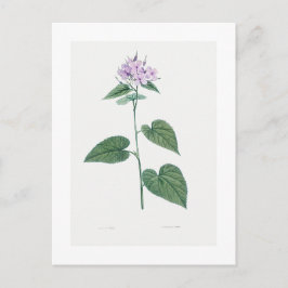 REDOUTÉ BOTANICAL ’MORNING GLORY’ POSTCARD VYKORT