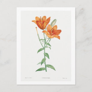 REDOUTÉ BOTANICAL "ORANGE LILY" POSTCARD VYKORT