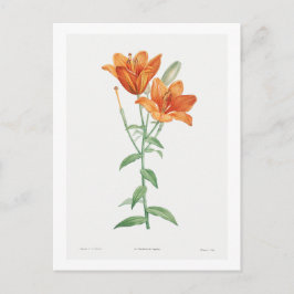 REDOUTÉ BOTANICAL "ORANGE LILY" POSTCARD VYKORT