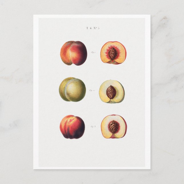 REDOUTÉ BOTANICAL POSTCARD VYKORT (Framsida)