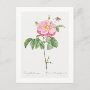 REDOUTÉ BOTANICAL "PROVINS RO" POSTCARD VYKORT
