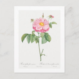 REDOUTÉ BOTANICAL "PROVINS RO" POSTCARD VYKORT
