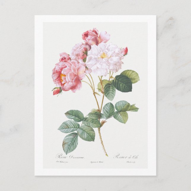REDOUTÉ BOTANICAL ’ROSEBUSH’ POSTCARD VYKORT (Framsida)