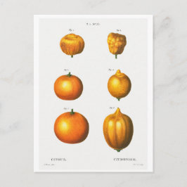 REDOUTÉ BOTANISK ILLUSTATION "APELSINER" POSTKORT VYKORT