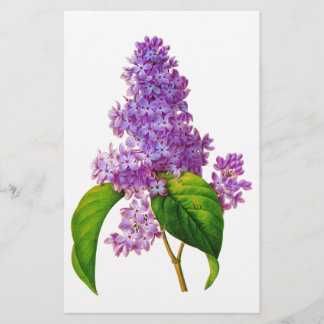 Redoute Lilacs Brevpapper