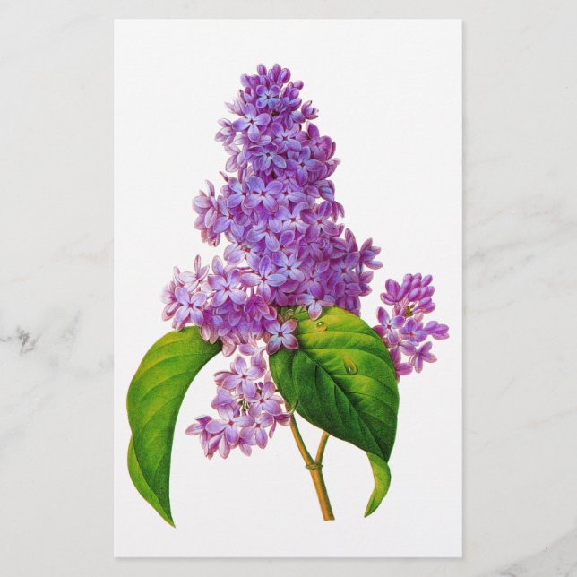 Redoute Lilacs Brevpapper (Framsida)