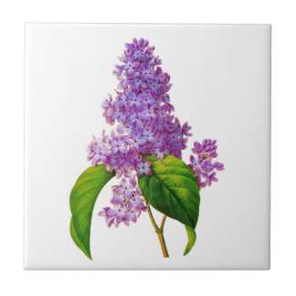 Redoute Lilacs Kakelplatta