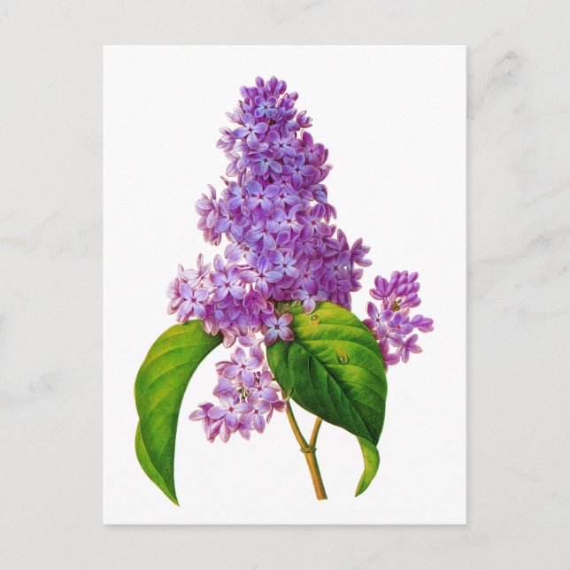 Redoute Lilacs Vykort (Framsida)