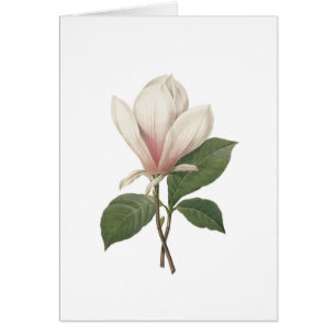 Redoute Magnolia Hälsningskort