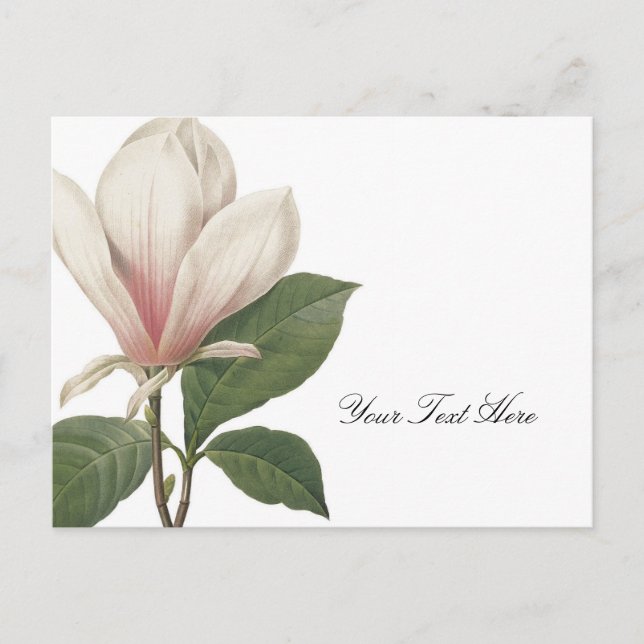 Redoute Magnolia Vykort (Framsida)