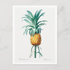 REDOUTÉ ’PINEAPPLE’ BOTANICAL POSTCARD VYKORT