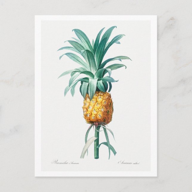 REDOUTÉ ’PINEAPPLE’ BOTANICAL POSTCARD VYKORT (Framsida)
