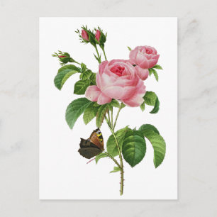 Redoute Pink Roses Vykort