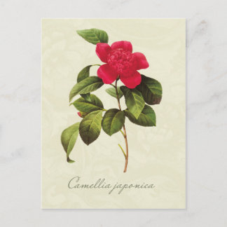 Redoute Red Camellia Botanical Print Postcard Vykort