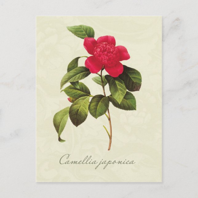 Redoute Red Camellia Botanical Print Postcard Vykort (Framsida)